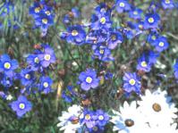 Heliophila coronopifolia
