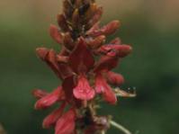 Inflorescence
