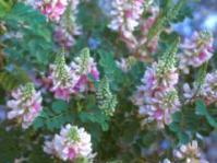 Indigofera jucunda
