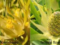 Male and female flower heads