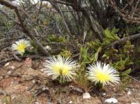 Plant in flower