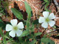 Monsonia glauca