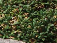 Oldenburgia paradoxa