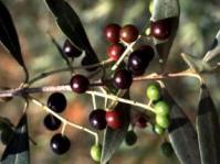 Fruits of Olea europaea subsp, africana