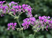 Pelargonium hispidum