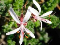Plant in flower