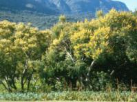 Peltophorum africanum in Kirstenbosch