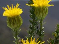 Plant in flower