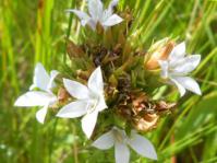 Inflorescence, showing white flowers