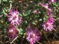 Ruschia spinosa, with spines sticking out.