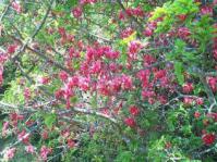 Schotia afra var.afra