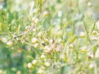 Image of S. ciliata leaves