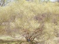 Searsia erosa tree