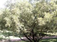 Searsia lancea tree