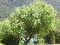 Searsia pendulina