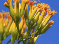 Flowerhead