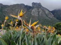 Strelitzia reginae