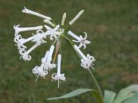Plant in flower