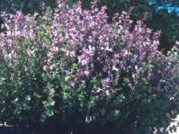 Syncolostemon transvaalensis bush in flower