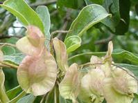 Fruits (Geoff Nichols)
