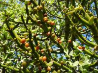 Viscum crassulae in fruit