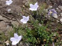 Plant in flower