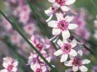 Wurmbea stricta