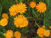 Bright orange flowers
