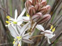 Flowers of Drimiaf filifolia