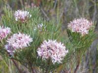 Bush in flower