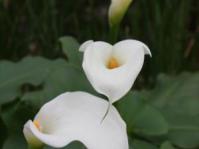 Zantedeschia odorata in flower