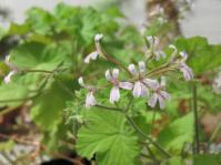 Plant in flower