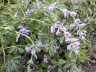 Plant in flower