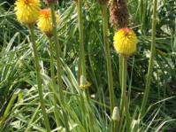 Plant in flower