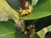 Tree in flower