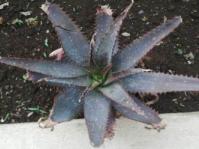 Aloe mudenensis