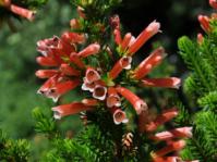 Bush in flower