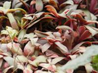 Crassula orbicularis leaves