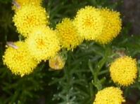 Bright yellow flowerheads and leaves