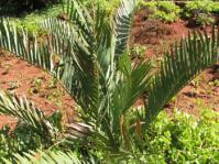 Plant growing in garden