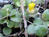 Delosperma tradescantioides