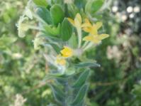 Inflorescence