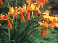 Crocosmia aurea