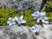 Plant in flower