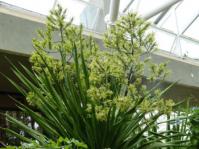 Dracaena transvaalensis in flower at Botanical Society Conservatory Kirstenbosch