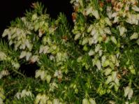 Bush of Erica sociorum in flower