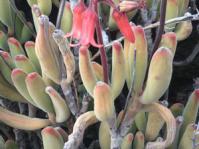 Cotyledon tomentosa subsp.ladismithiensis