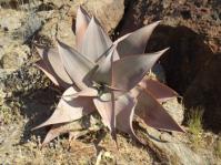 Rosette of Aloe striata subsp. karasbergensis
