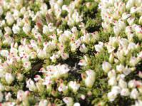 Flowers of Aspalathus quartzicola