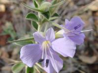 Flowers of barleria bremekampii